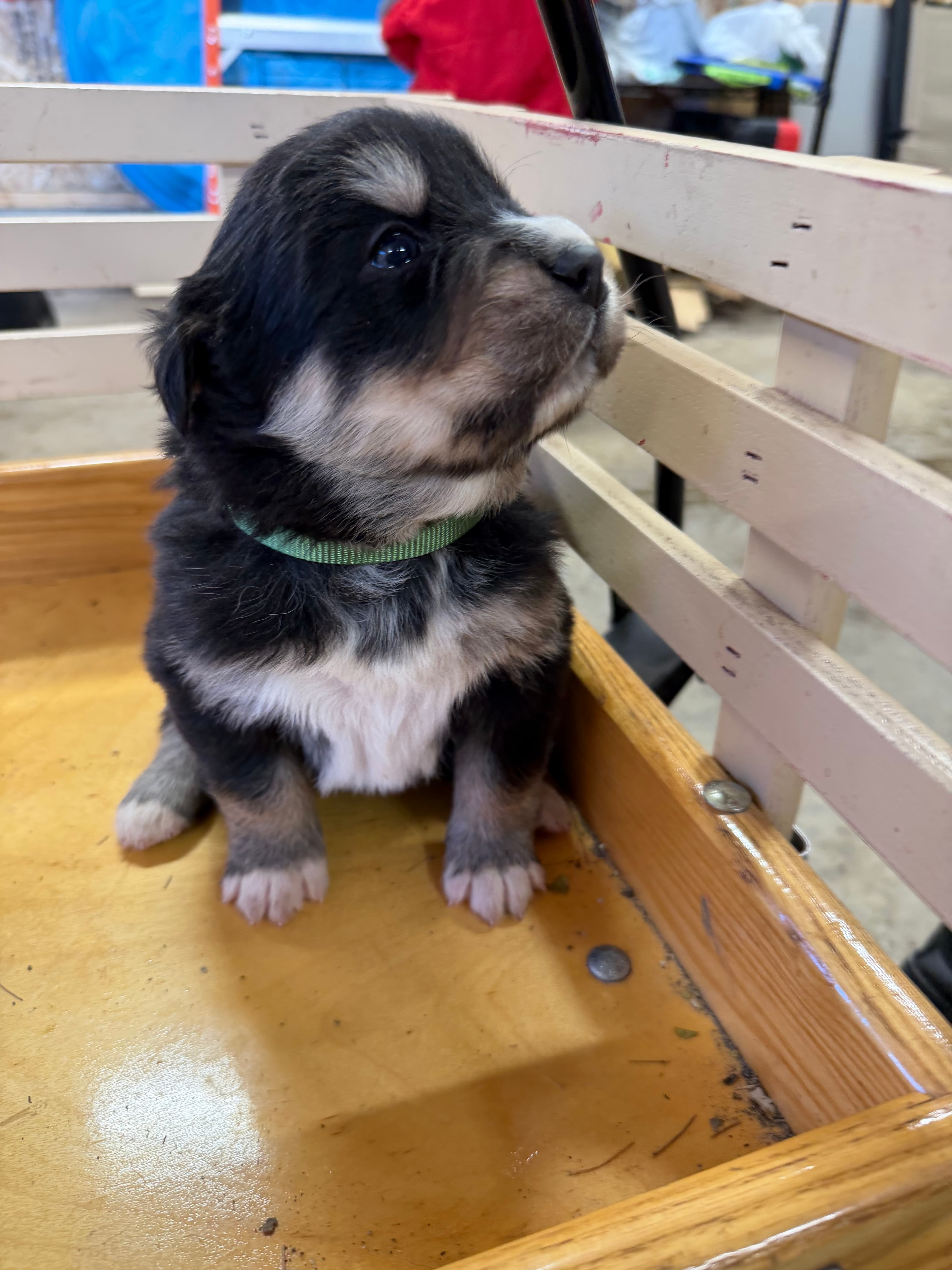 Aspen - Bernsky puppy