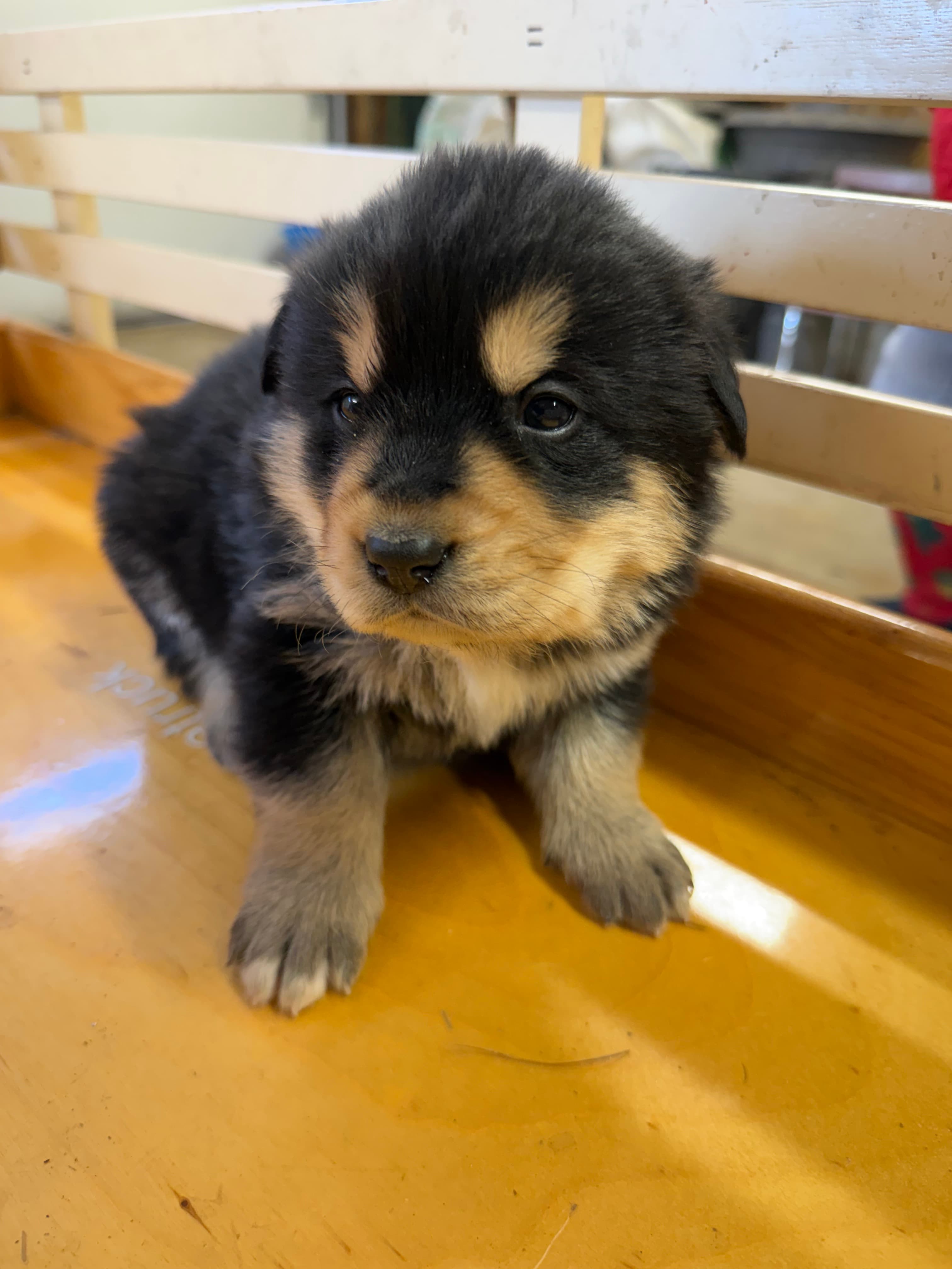 Denali - Bernsky puppy