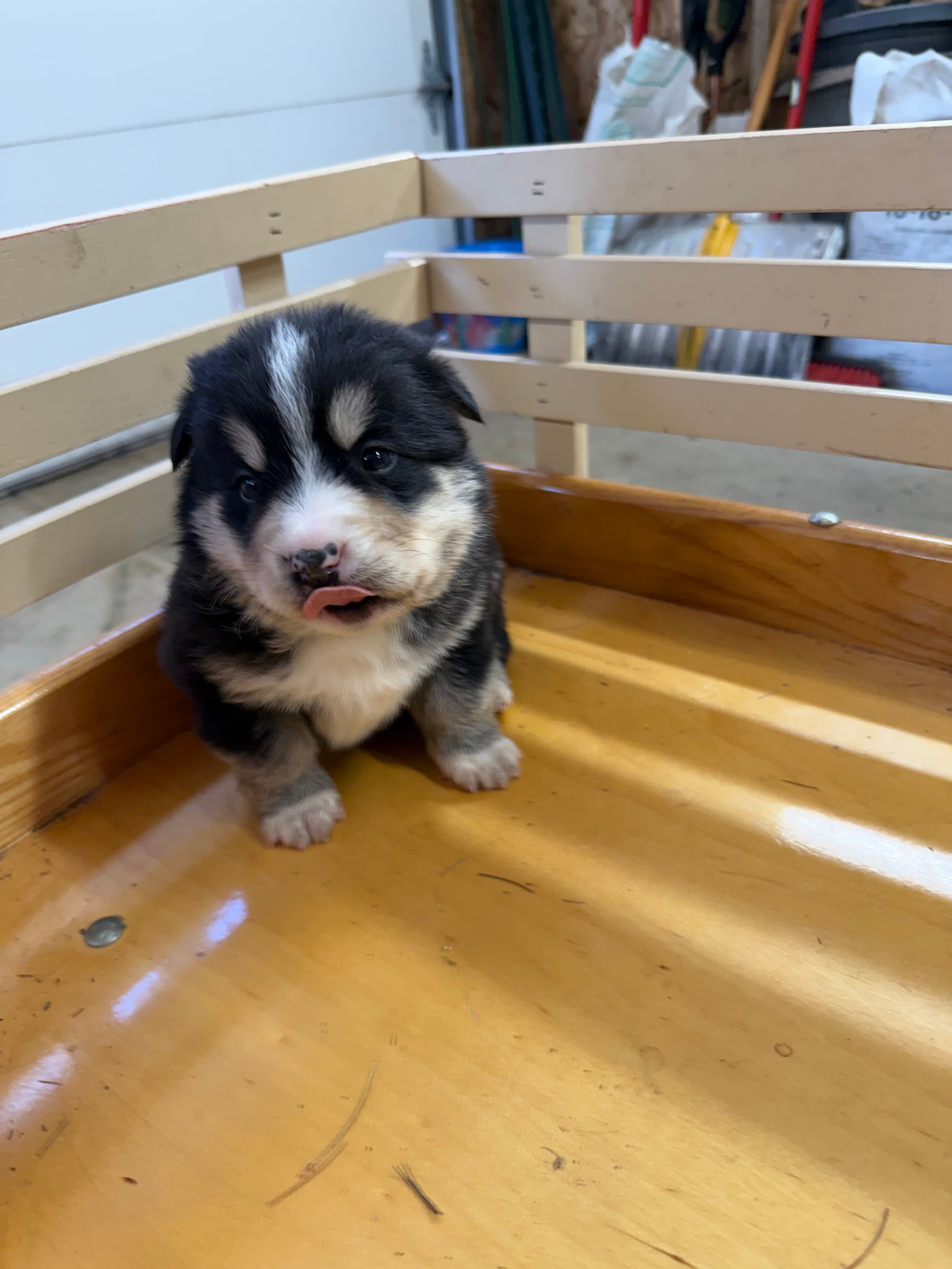 Kodiak - Bernsky puppy