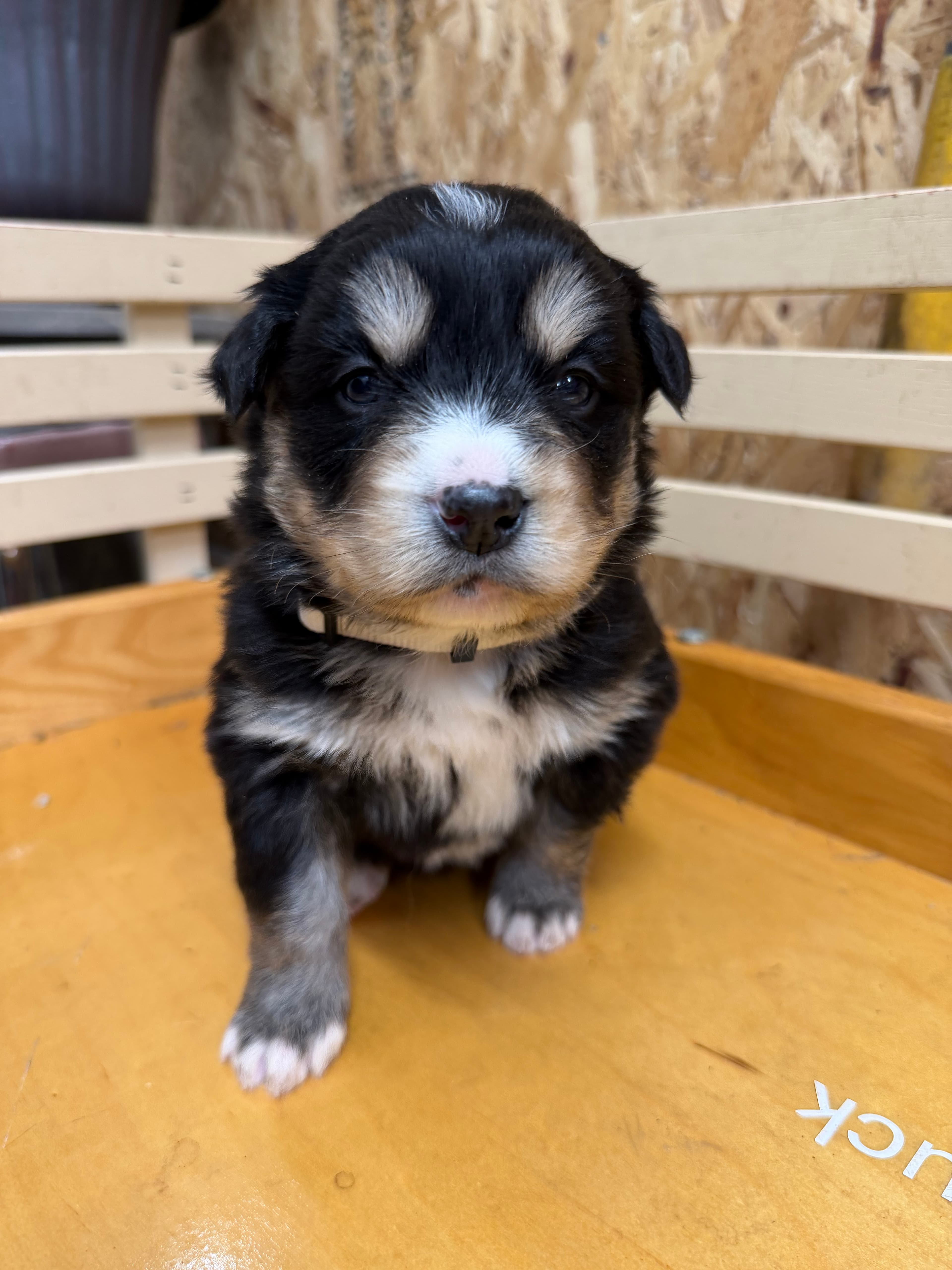 Feather - Bernsky puppy